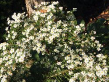 Myrten Aster &#8218;Schneegitter&#8216;, Aster ericoides &#8218;Schneegitter&#8216;, Topfware