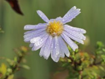 Myrten-Aster 'Yvette Richardson', Aster ericoides 'Yvette Richardson', Topfware