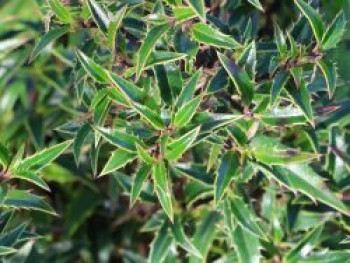 Myrtenblättrige Hülse &#8218;Myrtiflora&#8216;, 20-30 cm, Ilex aquifolium &#8218;Myrtifolia&#8216;, Containerware