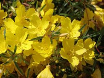 Nachtkerze &#8218;African Sun&#8216;, Oenothera macrocarpa &#8218;African Sun&#8216;, Topfware