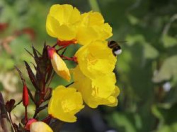 Nachtkerze &#8218;Erica Robin&#8216;, Oenothera tetragona &#8218;Erica Robin&#8216;, Topfware