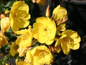 Nachtkerze &#8218;Fyrverkeri&#8216;, Oenothera tetragona &#8218;Fyrverkeri&#8216;, Topfware