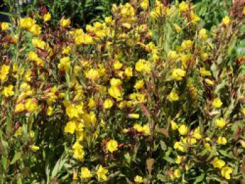 Nachtkerze &#8218;Hohes Licht&#8216;, Oenothera tetragona &#8218;Hohes Licht&#8216;, Topfware