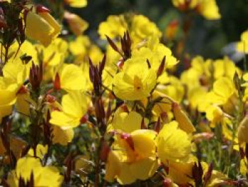 Nachtkerze &#8218;Sonnenwende&#8216;, Oenothera tetragona &#8218;Sonnenwende&#8216;, Topfware