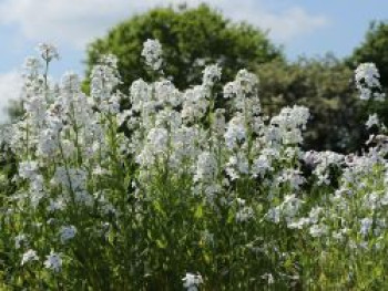 Nachtviole &#8218;Alba&#8216;, Hesperis matronalis &#8218;Alba&#8216;, Topfware