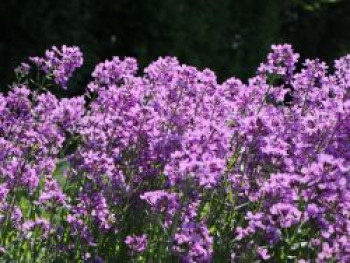 Nachtviole, Hesperis matronalis, Topfware