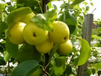 Nashi / Asienbirne / Asiatische Apfelbirne 'Shinseiki', Stamm 40-60 cm, 120-160 cm, Pyrus pyrifolia 'Shinseiki', Containerware