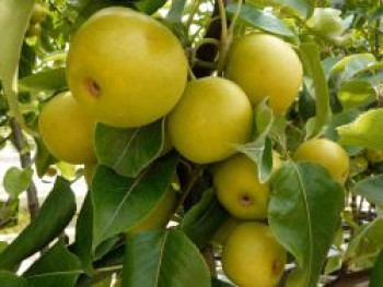 Nashi / Asienbirne / Asiatische Apfelbirne 'Tama', Stamm 40-60 cm, Pyrus pyrifolia 'Tama', Containerware