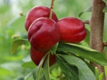 Nektarine 'Crimson Gold', 80-100 cm, Prunus nucipersica 'Crimson Gold', Containerware