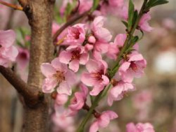 Nektarine &#8218;Early Sungrand&#8216;, Stamm 40-60 cm, 120-160 cm, Prunus persica var. nucipersica &#8218;Early Sungrand&#8216;, Containerware