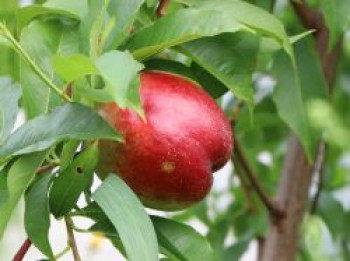 Nektarine &#8218;Nectared&#8216;, Stamm 40-60 cm, 120-160 cm, Prunus nucipersica &#8218;Nectared&#8216;, Containerware