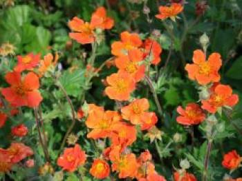 Nelkenwurz &#8218;Borisii&#8216;, Geum coccineum &#8218;Borisii&#8216;, Topfware