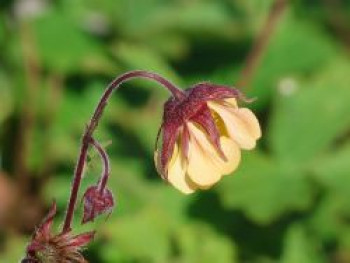 Nelkenwurz 'Carlskaer', Geum coccineum 'Carlskaer', Topfware
