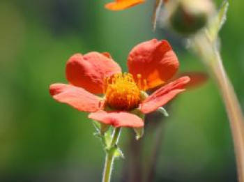 Nelkenwurz &#8218;Cooky&#8216;, Geum coccineum &#8218;Cooky&#8216;, Topfware