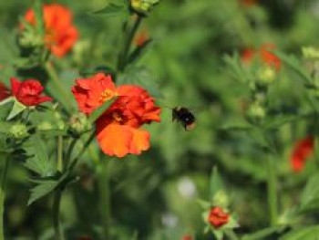 Chilenische Nelkenwurz &#8218;Feuerball&#8216;, Geum chiloense &#8218;Feuerball&#8216;, Topfware