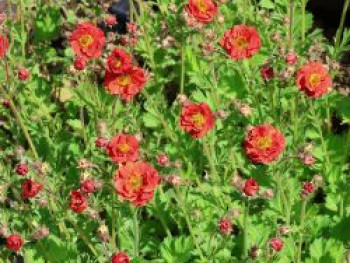 Nelkenwurz 'Fiery Tempest', Geum chiloense 'Fiery Tempest', Topfware