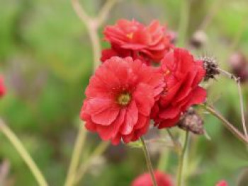 Nelkenwurz 'JFS Firestarter' ®, Geum x cultorum 'JFS Firestarter' ®, Topfware