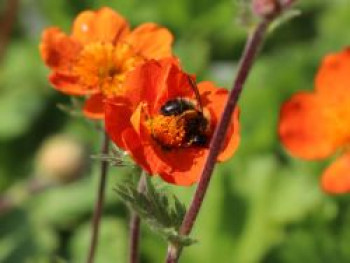 Nelkenwurz &#8218;Koi&#8216;, Geum coccineum &#8218;Koi&#8216;, Topfware