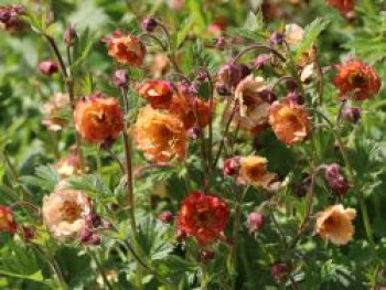 Nelkenwurz &#8218;Mai Tai&#8216; ®, Geum chiloense &#8218;Mai Tai&#8216; ®, Topfware