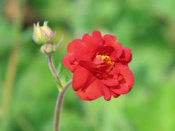 Nelkenwurz 'Mrs. Bradshaw', Geum chiloense 'Mrs. Bradshaw', Topfware