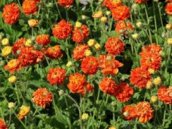 Nelkenwurz 'Orange Pumpkin', Geum 'Orange Pumpkin', Topfware