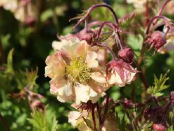 Nelkenwurz &#8218;Pretticoats Peach&#8216;, Geum chiloense &#8218;Pretticoats Peach&#8216;, Topfware