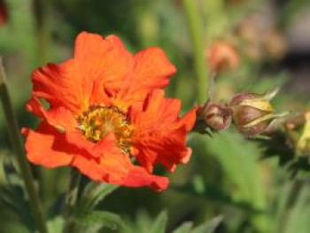 Nelkenwurz &#8218;Rubin&#8216;, Geum chiloense &#8218;Rubin&#8216;, Topfware