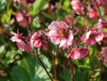 Nelkenwurz Tempo &#8218;Rose&#8216;, Geum chiloense Tempo &#8218;Rose&#8216;, Topfware