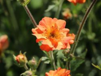 Nelkenwurz &#8218;Totally Tangerine&#8216;, Geum coccineum &#8218;Totally Tangerine&#8216;, Topfware