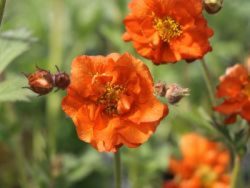 Nelkenwurz &#8218;Werner Arends&#8216;, Geum coccineum &#8218;Werner Arends&#8216;, Topfware