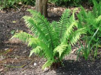 Nepal-Schwarzschuppenfarn, Dryopteris wallichiana, Topfware