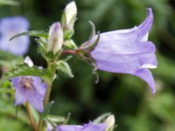 Nesselblättrige Glockenblume, Campanula trachelium, Topfware