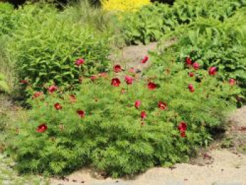 Netzblatt-Pfingstrose, Paeonia tenuifolia, Topfware