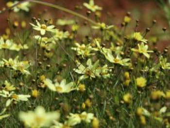 Netzblatt Schönauge &#8218;Moonbeam&#8216;, Coreopsis verticillata &#8218;Moonbeam&#8216;, Topfware