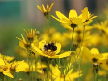 Netzblatt Schönauge &#8218;Zagreb&#8216;, Coreopsis verticillata &#8218;Zagreb&#8216;, Topfware