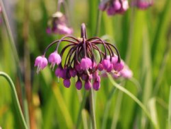 Nickender Lauch &#8218;Hidcote&#8216;, Allium cernuum &#8218;Hidcote&#8216;, Topfware