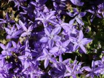 Niedere Glockenblume 'Senior', Campanula garganica 'Senior', Topfware