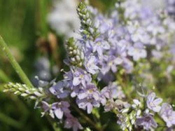 Niederliegender Ehrenpreis, Veronica prostrata, Topfware