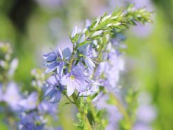 Niederliegender Ehrenpreis &#8218;Nestor&#8216;, Veronica prostrata &#8218;Nestor&#8216;, Topfware