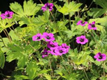 Niederliegender Storchschnabel  &#8218;Ann Folkard&#8216;, Geranium procurrens &#8218;Ann Folkard&#8216;, Topfware