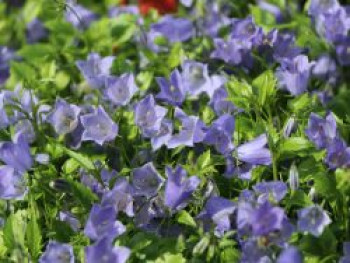 Niedliche Glockenblume &#8218;Bavaria Blue&#8216;, Campanula cochleariifolia &#8218;Bavaria Blue&#8216;, Topfware