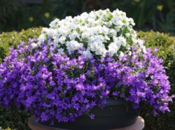 Niedliche Glockenblume &#8218;Blue Baby&#8216;, Campanula cochleariifolia &#8218;Blue Baby&#8216;, Topfware