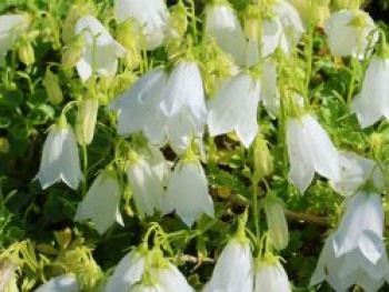 Niedliche Glockenblume 'Jingle White', Campanula cochleariifolia 'Jingle White', Topfware XL