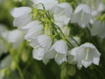 Niedliche Glockenblume &#8218;White Baby&#8216;, Campanula cochleariifolia &#8218;White Baby&#8216;, Topfware