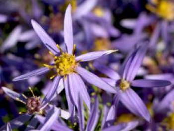 Niedrige Aster &#8218;Nanus&#8216;, Aster sedifolius &#8218;Nanus&#8216;, Topfware