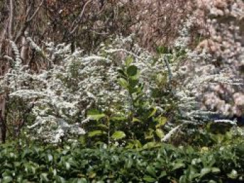 Niedrige Brautspiere, 40-60 cm, Spiraea cinerea, Containerware