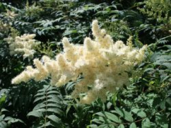 Fiederspiere, 60-100 cm, Sorbaria sorbifolia, Containerware