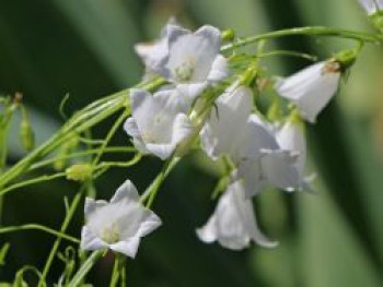 Niedrige Glockenblume &#8218;Bavaria White&#8216;, Campanula cochleariifolia &#8218;Bavaria White&#8216;, Topfware