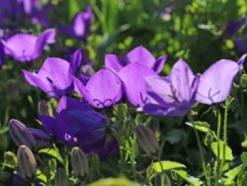 Niedrige Glockenblume &#8218;Tiefblaue Clips&#8216;, Campanula carpatica &#8218;Tiefblaue Clips&#8216;, Topfware