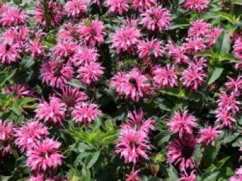Niedrige Indianernessel 'Balmy Pink', Monarda didyma 'Balmy Pink', Topfware